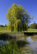 Weeping Willow