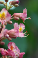 Horse Chesnut Flowers