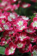 Hawthorn Blossom