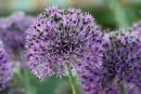 Great balls of colour...