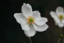 Anenome Japonica 
