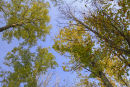 Autumn Trees