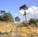 Path to 500 Hundred Acre Wood
