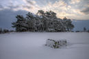 Snow over Kings Standing, Ashdown Forest, Sussex