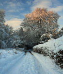Golden Light of Winter