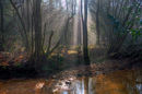 A Special Light at The Mill Stream, Crowbrough Warren