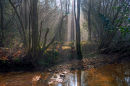 Misty morning at the old mill stream