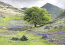 Rannerdale, Lake district