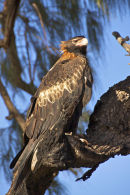 Black Breasted Buzzard