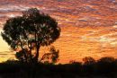 Sunset over the bush