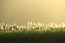 Sugar Cane field Queensland