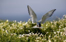 Arctic Tern