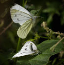 Butterflies  mating
