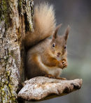 Red Squirrel