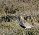 Golden Plover