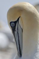 Gannet Preening