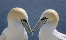 Courting Gannets