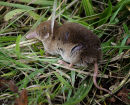 Shrew