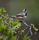 Crested Tit 