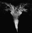 Diving Gannet