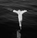 Diving Gannet