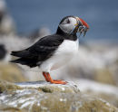 Puffin with Sand Eels