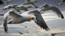 Gannet