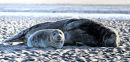 Grey Seals