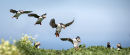 Landing