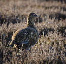 Red Grouse 