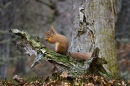 Red Squirrel 