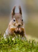 Red Squirrel