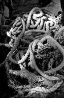 Dalmatian Ropes