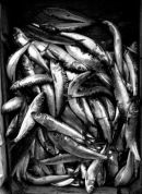 Fishmonger's Wares