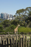 Giraffe and Opera House