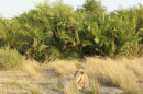 On safari