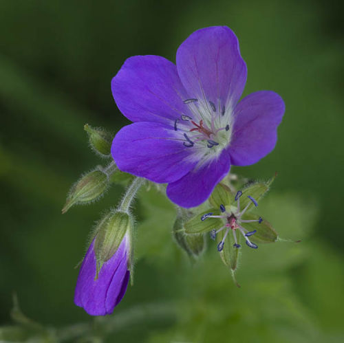 Meadow Cranesbill