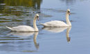 Mute Swans
