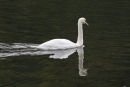 Mute Swan