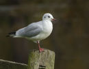 Black Headed Gull in winter plumage