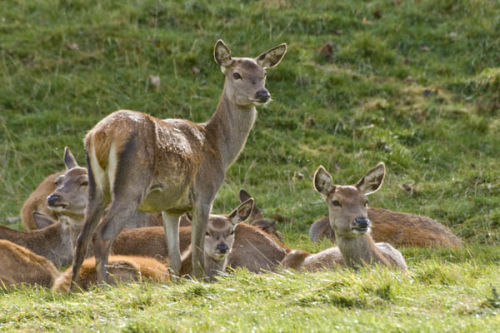 Red Deer Hinds