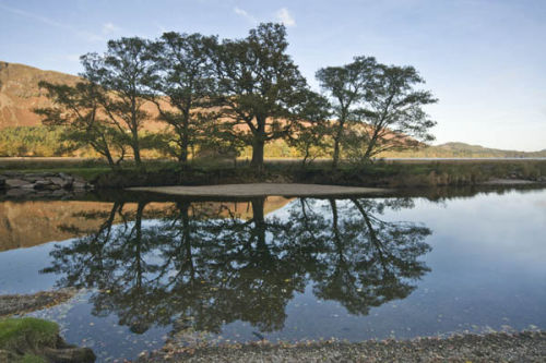 Tree reflections in the River Derwent
