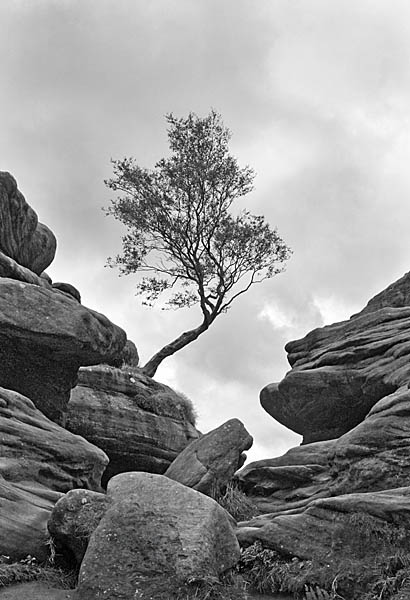 Brimham Rocks, near Ripon