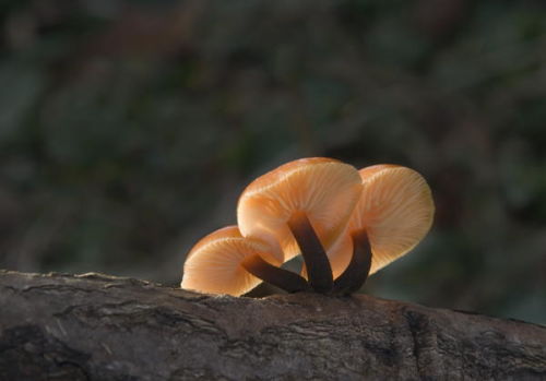 Velvet shank fungi, Mirfield Nature Reserve.
