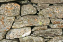 Lichen growing on a wall in Glen Lyon