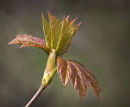 Sycamore