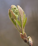 Rowen tree flower