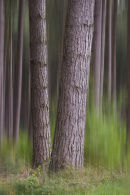 Guardians of the forest