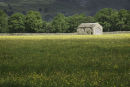 Flowering meadow near Muker