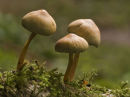 Sulpher tuft fungus